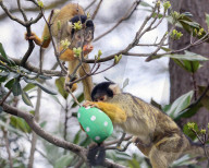 Easter Egg hunt at London Zoo, London, UK.