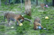 Easter Egg hunt at London Zoo, London, UK.