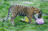 Easter Egg hunt at London Zoo, London, UK.