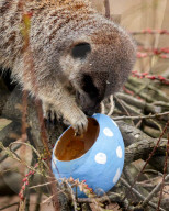 Easter Egg hunt at London Zoo, London, UK.