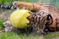 Easter Egg hunt at London Zoo, London, UK.