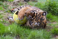 Easter Egg hunt at London Zoo, London, UK.
