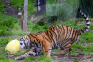 Easter Egg hunt at London Zoo, London, UK.