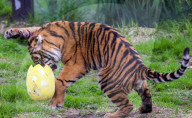 Easter Egg hunt at London Zoo, London, UK.