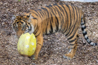 Easter Egg hunt at London Zoo, London, UK.