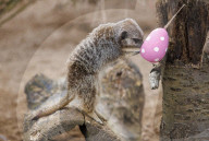 Easter Egg hunt at London Zoo, London, UK.