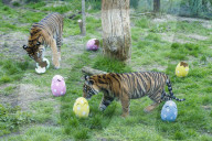 Easter Egg hunt at London Zoo, London, UK.