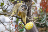 Easter Egg hunt at London Zoo, London, UK.
