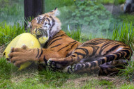 Easter Egg hunt at London Zoo, London, UK.