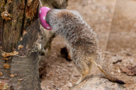 Easter Egg hunt at London Zoo, London, UK.