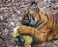 Easter Egg hunt at London Zoo, London, UK.