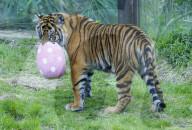 Easter Egg hunt at London Zoo, London, UK.