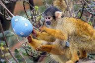 Easter Egg hunt at London Zoo, London, UK.