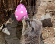 Easter Egg hunt at London Zoo, London, UK.