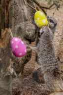 Easter Egg hunt at London Zoo, London, UK.