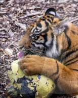 Easter Egg hunt at London Zoo, London, UK.