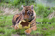 Easter Egg hunt at London Zoo, London, UK.
