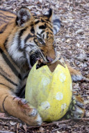 Easter Egg hunt at London Zoo, London, UK.