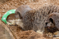 Easter Egg hunt at London Zoo, London, UK.