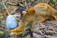 Easter Egg hunt at London Zoo, London, UK.