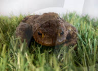 BIONIC TOAD