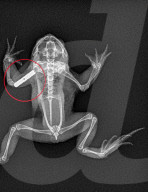BIONIC TOAD