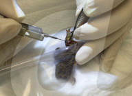 BIONIC TOAD