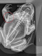 BIONIC TOAD