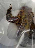 BIONIC TOAD