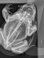 BIONIC TOAD