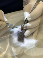 BIONIC TOAD