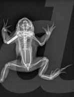 BIONIC TOAD