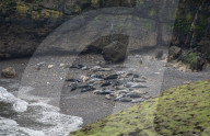 Skomer Island off the Pembrokeshire Coast
