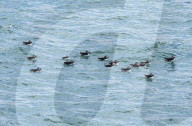 Skomer Island off the Pembrokeshire Coast