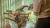 Video dating parrots have a happier life