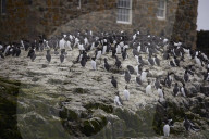 'We feel more prepared': Farne Islands face another season battling avian flu