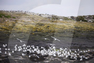 'We feel more prepared': Farne Islands face another season battling avian flu