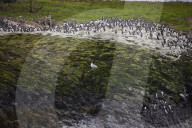 'We feel more prepared': Farne Islands face another season battling avian flu