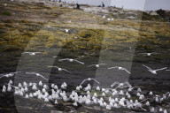 'We feel more prepared': Farne Islands face another season battling avian flu