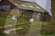 'We feel more prepared': Farne Islands face another season battling avian flu