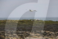 'We feel more prepared': Farne Islands face another season battling avian flu