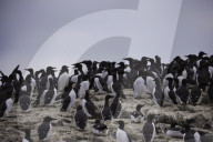 'We feel more prepared': Farne Islands face another season battling avian flu