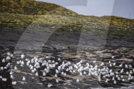 'We feel more prepared': Farne Islands face another season battling avian flu