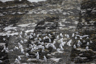 'We feel more prepared': Farne Islands face another season battling avian flu