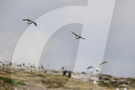 'We feel more prepared': Farne Islands face another season battling avian flu