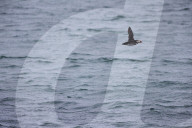 'We feel more prepared': Farne Islands face another season battling avian flu