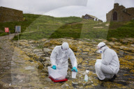 'We feel more prepared': Farne Islands face another season battling avian flu