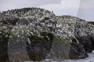 'We feel more prepared': Farne Islands face another season battling avian flu