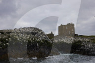 'We feel more prepared': Farne Islands face another season battling avian flu
