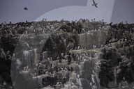 'We feel more prepared': Farne Islands face another season battling avian flu